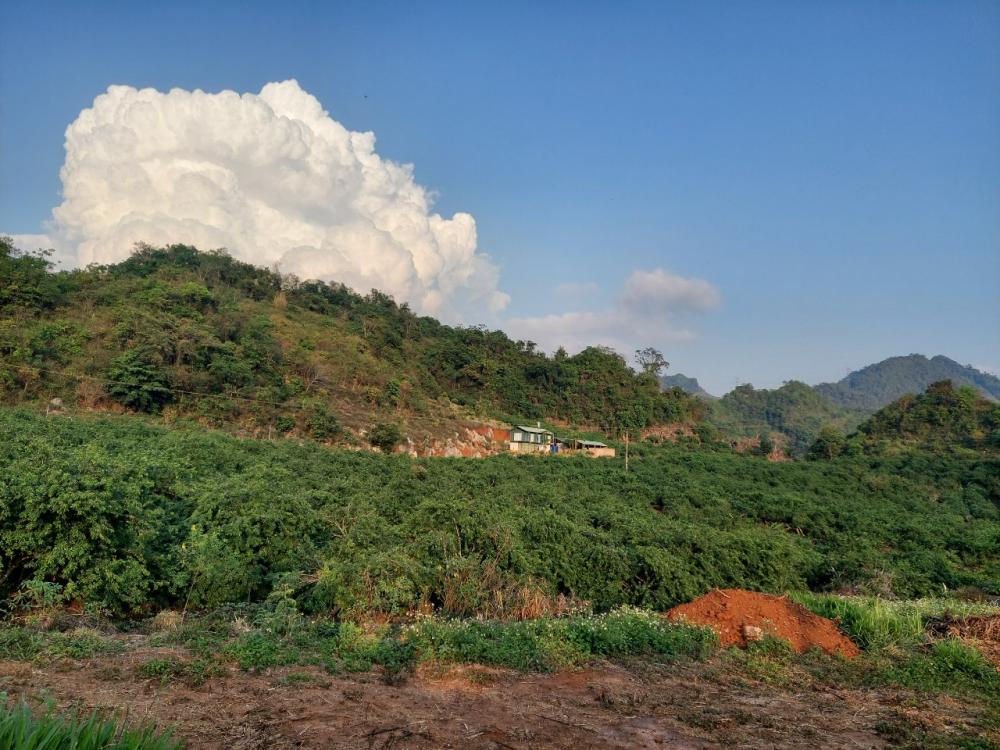 Bán 3000m2 đất Mộc Châu giá siêu hạt rẻ,view làm farm quá đẹp