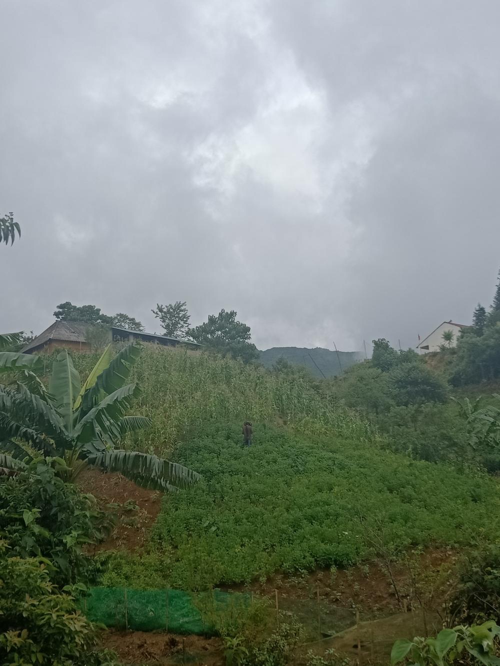 View đẹp, có suối, đầu cơ tốt tại Y Tý - Sapa 2