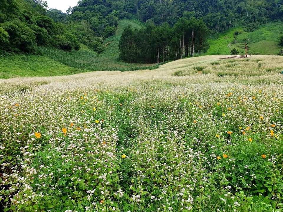  Bán lô đất 3000m tại Mộc Châu vuông vắn tiềm năng sinh lời lớn