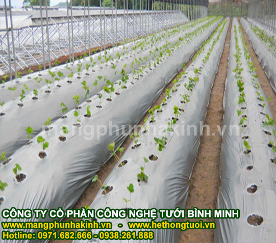 Màng phủ nông nghiệp loại tốt,màng phủ nông nghiệp cao cấp