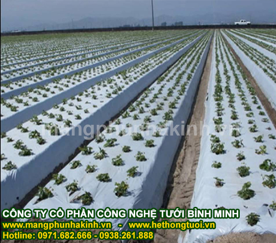 Công ty sản xuất màng phủ nông nghiệp