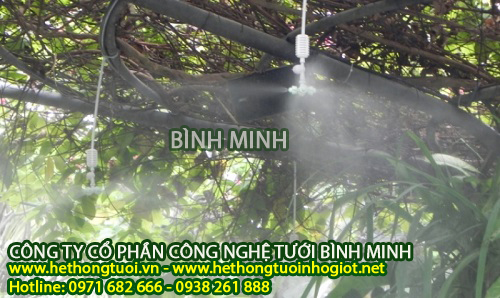 Hệ thống tưới phun sương cho lan, hệ thống tưới tự động,béc tưới phun sương nhập khẩu