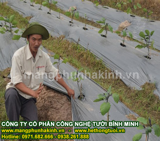 Sản xuất và cung cấp màng phủ nông nghiệp,màng phủ luống