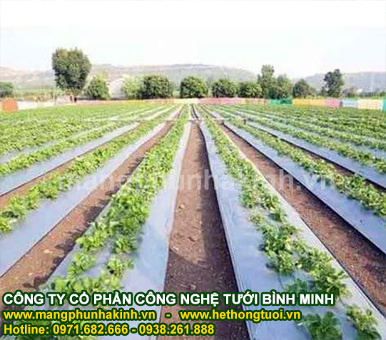 Cung cấp màng phủ nông nghiệp cao cấp,màng phủ nông nghiệp Bình Minh