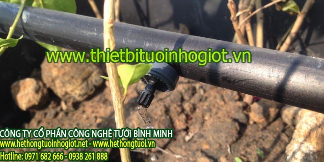 Hệ thống tưới nhỏ giọt tây ban nha