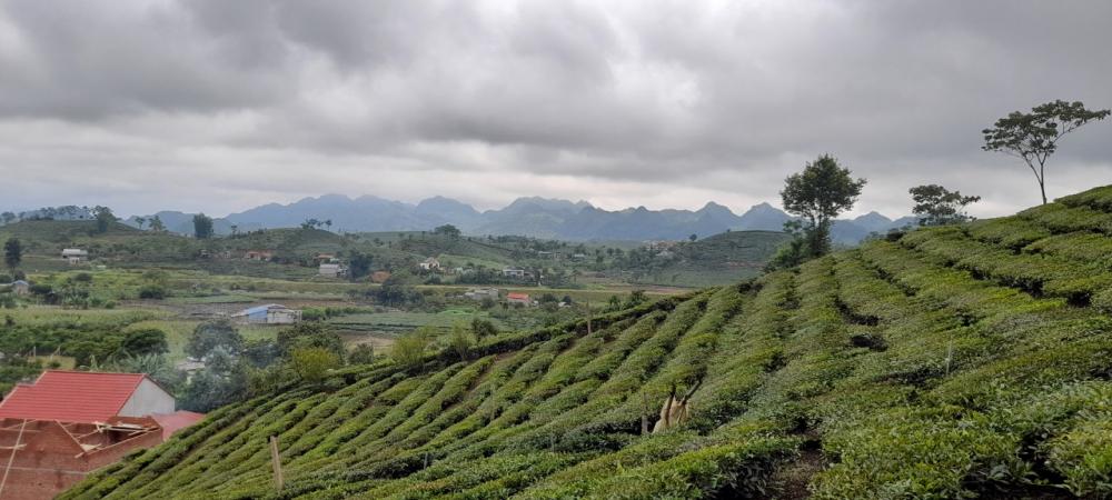 Cần bán ngay lô đất quá đắc địa tại MỘC CHÂU giá đầu tư