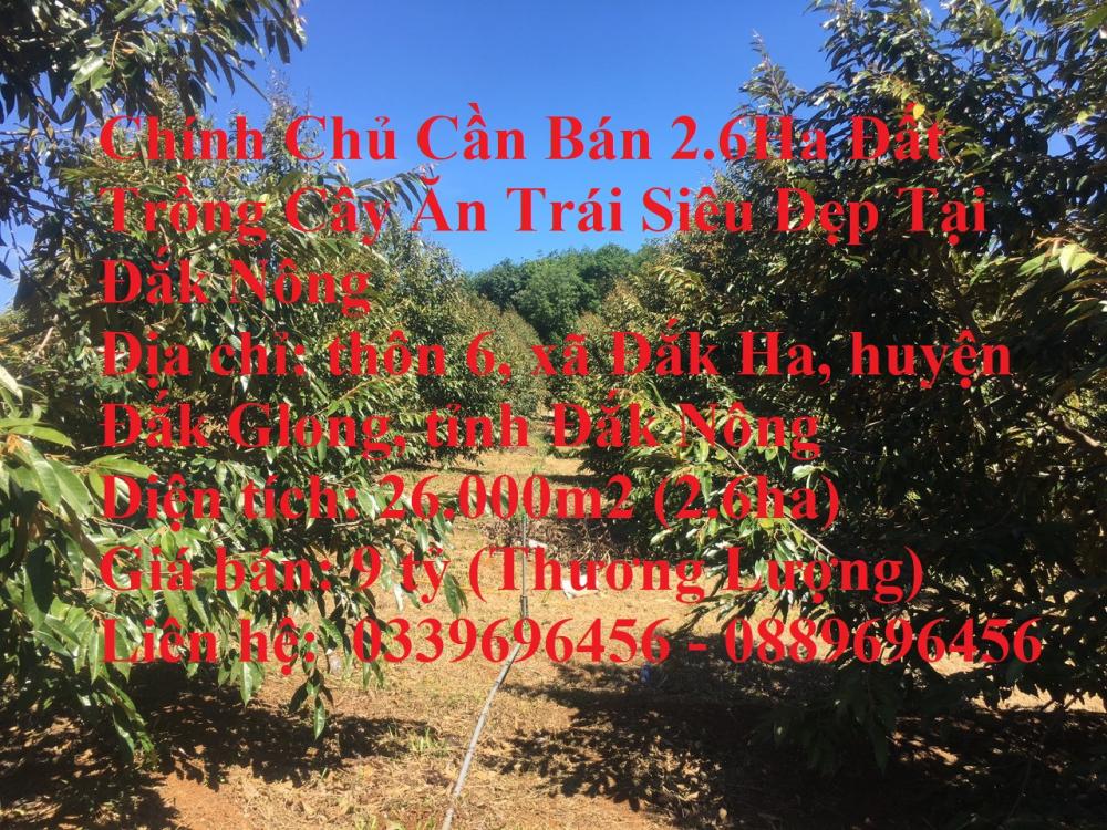 Chính Chủ Cần Bán 2.6Ha Đất Trồng Cây Ăn Trái Siêu Đẹp Tại Đắk Nông